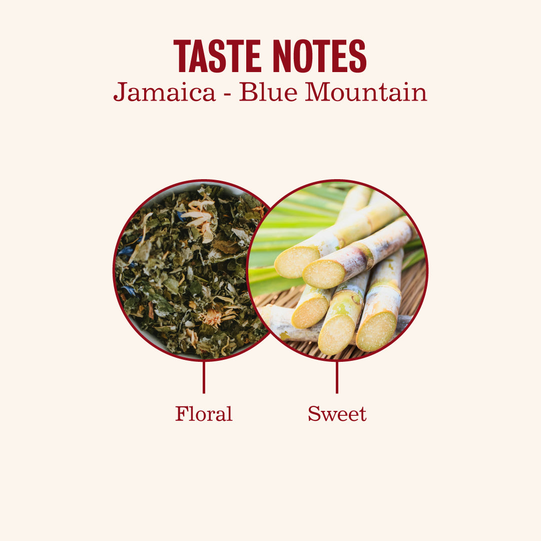 Jamaica Blue Mountain