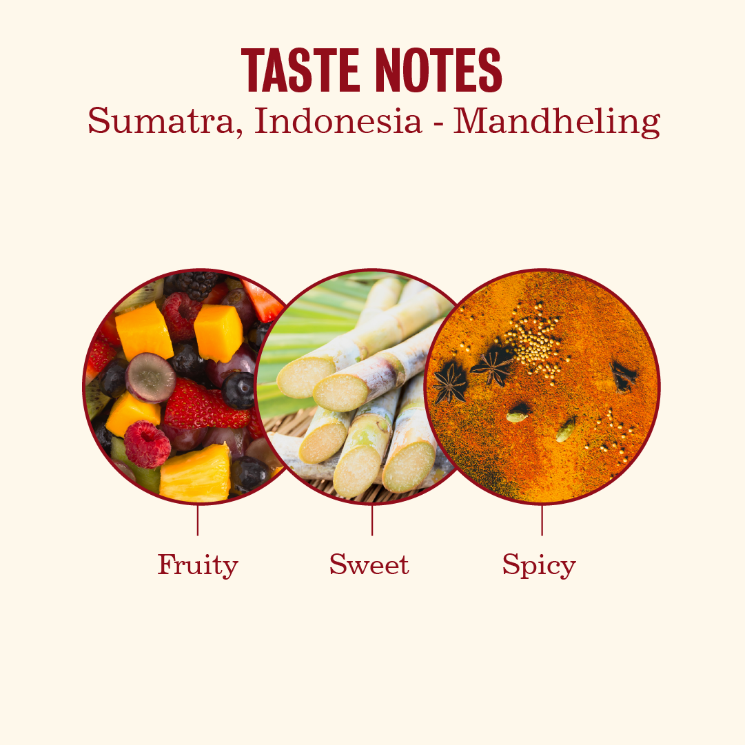 Sumatra Ribang Gayo Musara